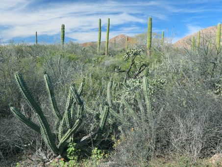 matorral del desierto