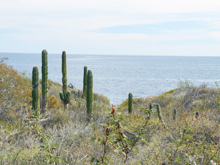 Scrub on coastal bluff