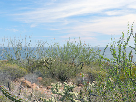 Scrub on coastal bluff