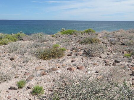 matorral del acantilado