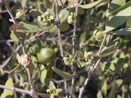 flores y fruto de Jojoba