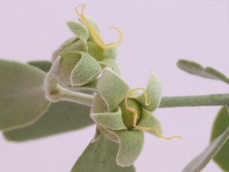 Jojoba flowers