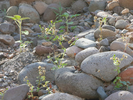 Manzanilla de monte