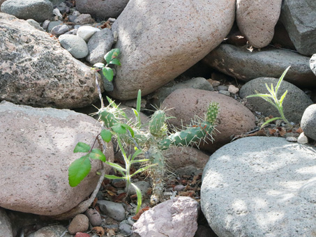 brotes y plantas jóvenes