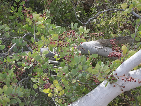 Stegnosperma halimifolium