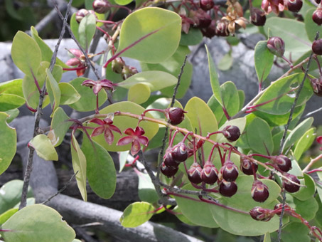 Stegnosperma halimifolium