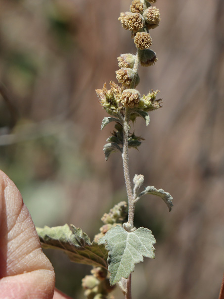 Leaves and flowers of Ambrosia cordifolia