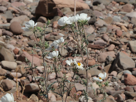 las flores blancas de una especie de Cardo