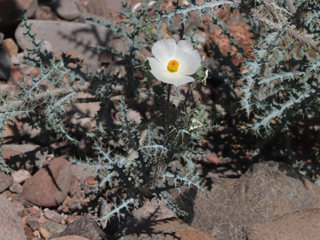 la flor blanca de una especie de Cardo