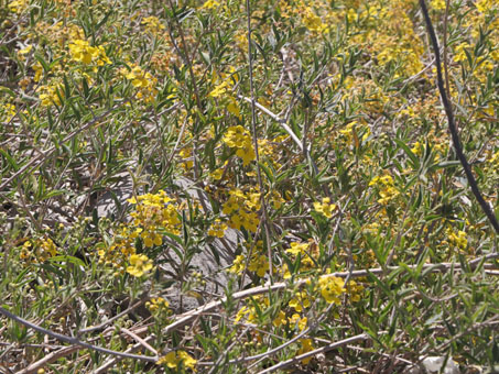 Butterfly Vine blooming profusely