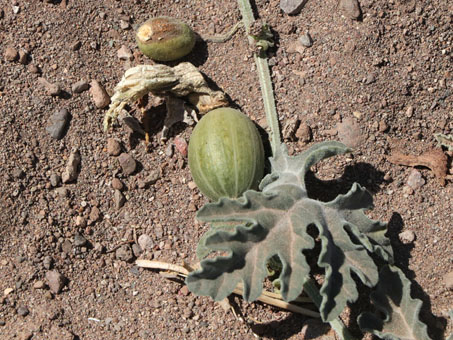 El fruto de Calabacita Amarga