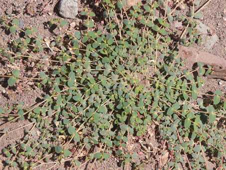 Closeup of small-seed Sandmat plant