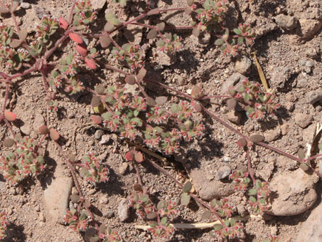 Closeup of Fringe Sandmat plant