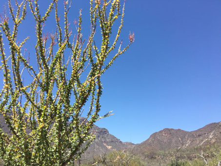 Leaves and flowers of Palo Adán tree