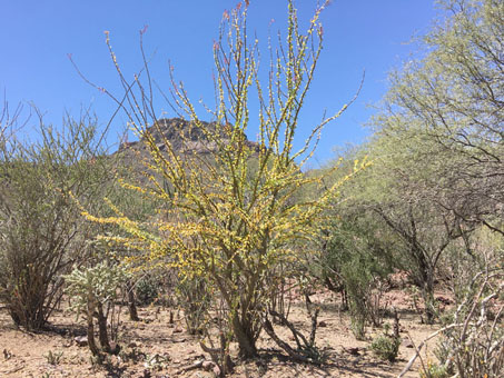 Leaves and flowers of Palo Adán tree