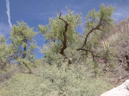 Large trees along side of road