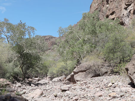 Tall Wild Fig trees along arroyo.