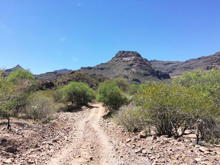 Las plantas verdes a lo largo del camino cerca de la antigua Misión de Guadalupe