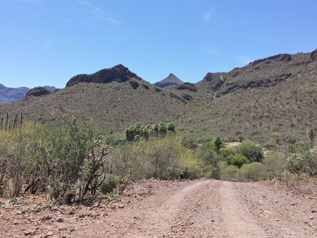 Las plantas verdes a lo largo del camino cerca de la antigua Misión de Guadalupe