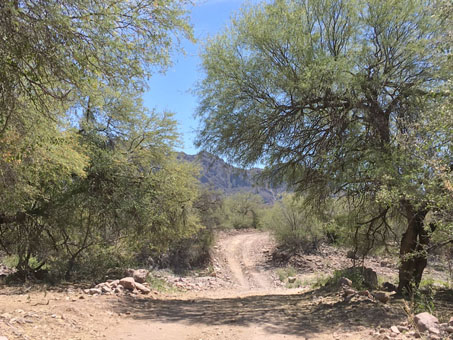 Las plantas verdes a lo largo del camino cerca de la antigua Misión de Guadalupe