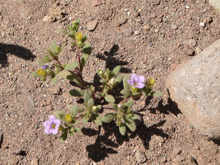 Las flores moradas de la planta anual Nama coulteri