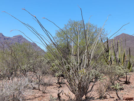 Ocotillo plants.