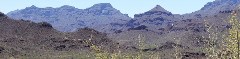 Flowers of  Baja California Nicolletia, one of the few plants blooming