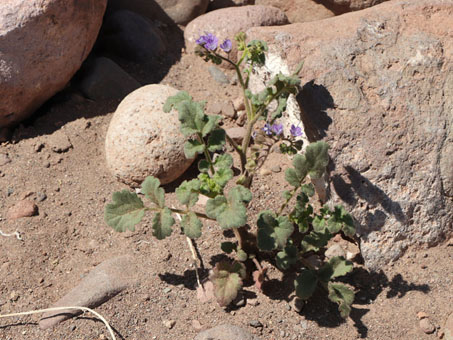 Las flores pequeñas y moradas de la Rama Zorilla.