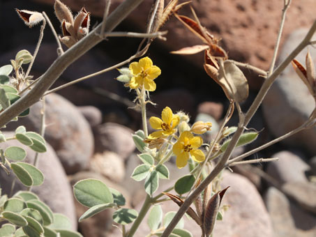 Yellow flowers of Gulf Cassia