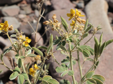 Yellow flowers and velvety leaves of Gulf Cassia