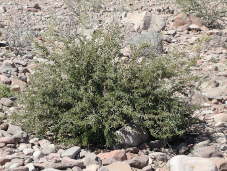 Small Brandegee Acacia plant