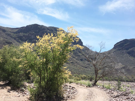 Yellow flowers of Brandegee Acacia lit up like a torch by the sun.