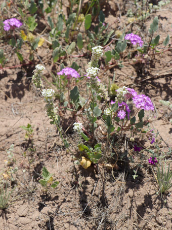 Dithyrea californica and Abronia flowers