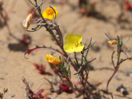 Eulobus angelorum plant