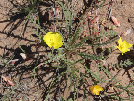 Eulobus sceptrostigma plant