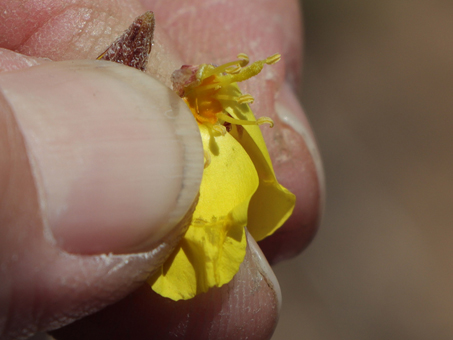 Eulobus sceptrostigma flower