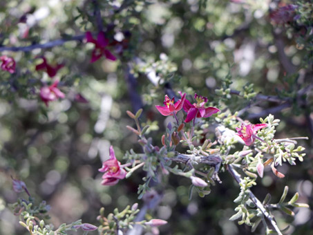 Krameria erecta flowers