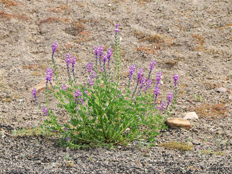 Arizona Lupine in flower