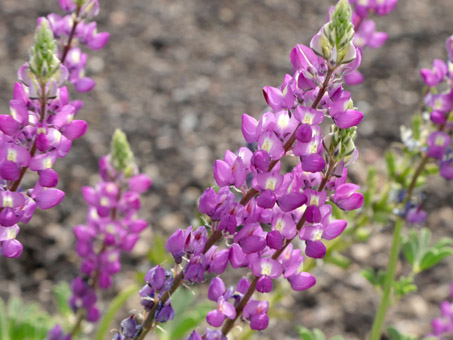 Arizona Lupine in flower