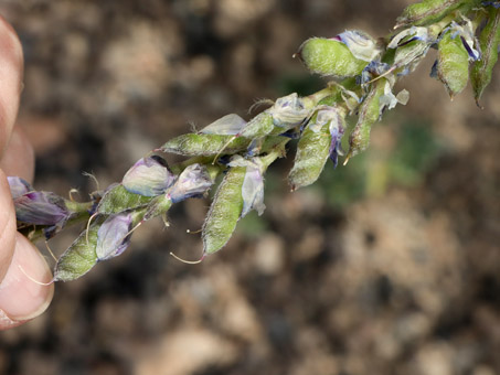 Arizona Lupine fruit