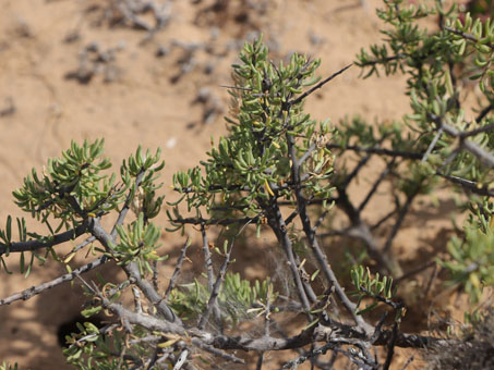 Lycium californica plant