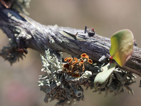 Variety of lichens growing on a branch