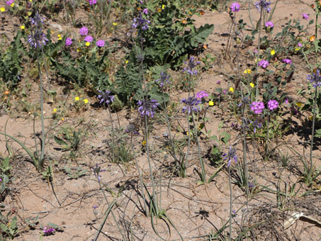 Triteliopsis palmeri plants