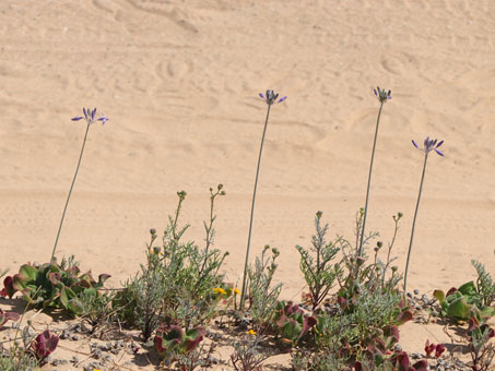 Triteliopsis palmeri plants