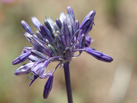 Triteliopsis palmeri flower