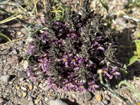 Planta de Flor de la Tierra