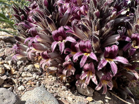 Desert Broom-rape flowers