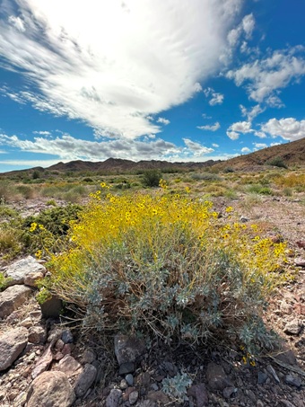 Brittlebush in full bloom