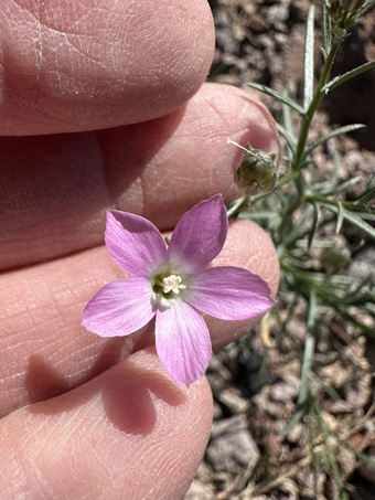 Bryantiella flower