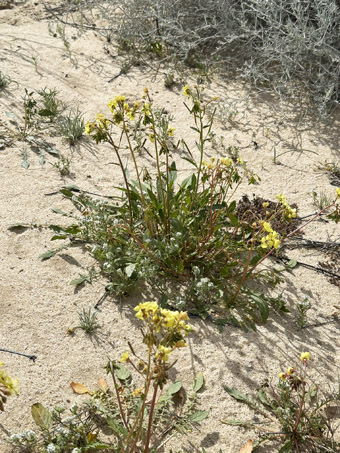 Planta de Chylismia claviformis var. peirsonii